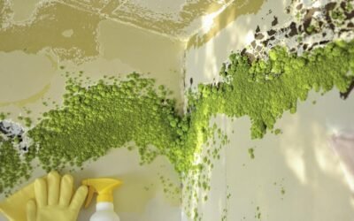 Green Mold in Your Home: Risks and How to Handle It Safely