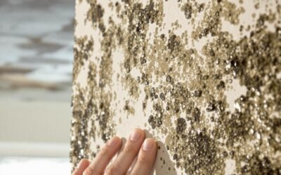 How Quickly Does Mold Form After Water Leaks? Tips to Act Fast
