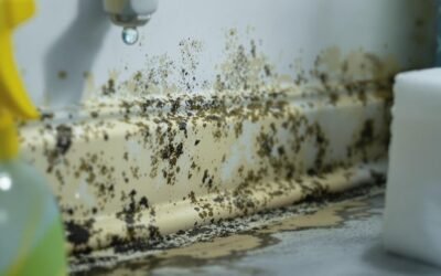 How Long Does It Take for Mold to Grow After a Water Leak? Prevention Tips