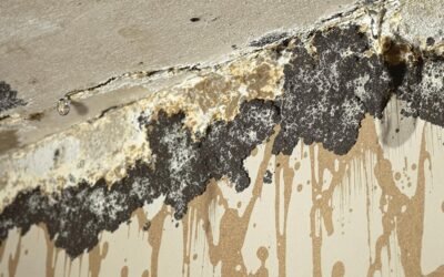 Mold vs. Water Damage: How to Identify the Underlying Issue
