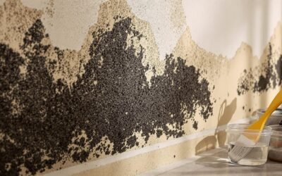 What to Do When Mold Grows on Drywall After Water Damage