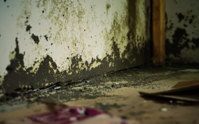 Locust Grove Mold Removal: When DIY Isnt Enough